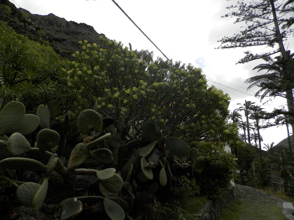 Wanderung von Arure nach  El Cercado, Calera